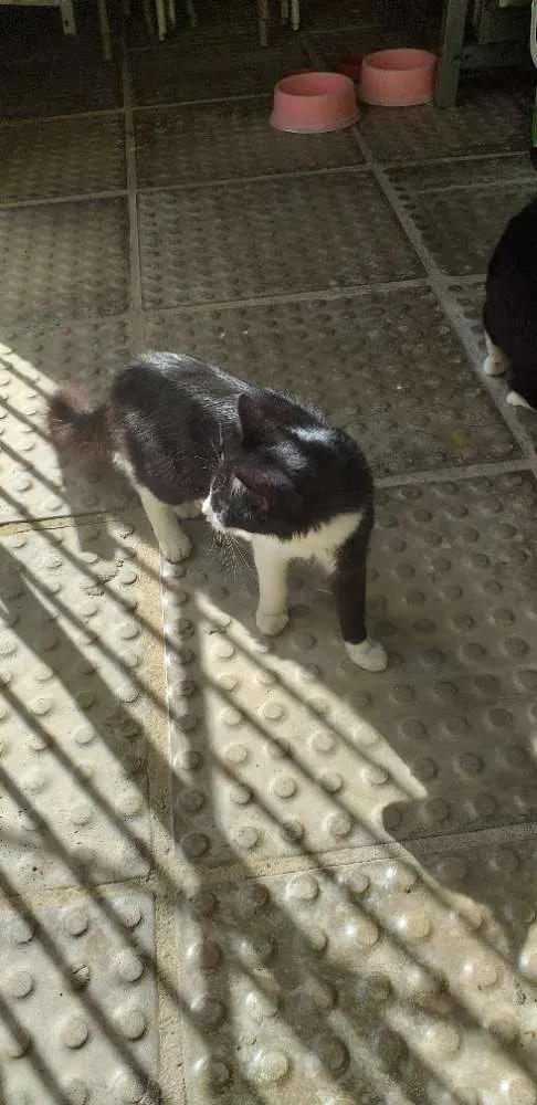 Gato ra a Indefinida idade 7 a 11 meses nome Barbinha