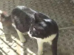 Gato raça Indefinida idade 7 a 11 meses nome Barbinha