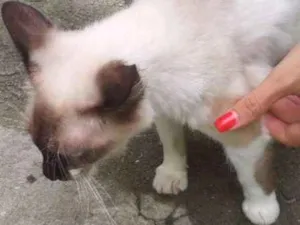 Gato raça  idade 7 a 11 meses nome Pérola 