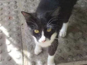 Gato raça Indefinida idade 7 a 11 meses nome  peralta 