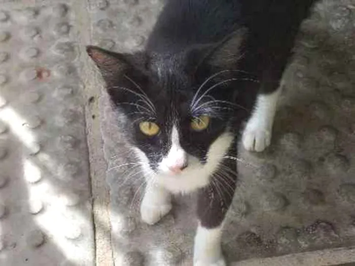 Gato ra a Indefinida idade 7 a 11 meses nome  peralta 