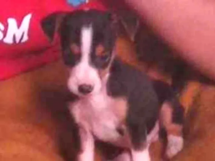 Cachorro ra a  idade 2 a 6 meses nome Bily