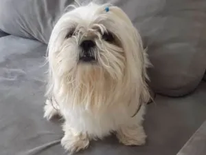 Cachorro raça shitzu idade  nome Não sei