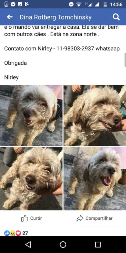 Cachorro raça Mestiça poodle idade  nome Larissa