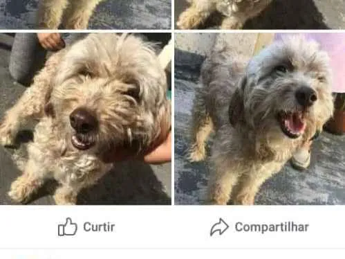 Cachorro raça Mestiça poodle idade  nome Larissa