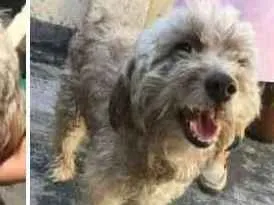 Cachorro raça Mestiça poodle idade  nome Larissa