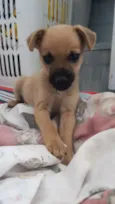 NIK
