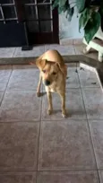 Mel