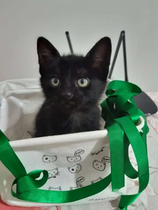 Gato ra a SRD idade 2 a 6 meses nome Negresco