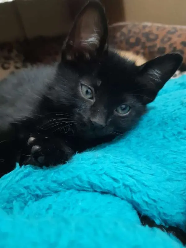 Gato ra a SRD idade 2 a 6 meses nome Negresco