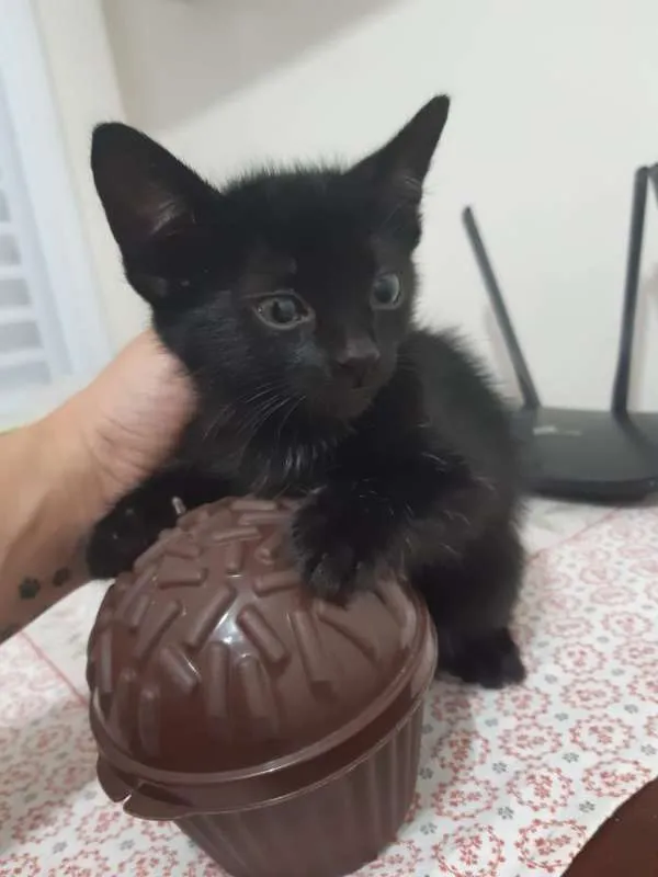 Gato ra a SRD idade 2 a 6 meses nome Negresco