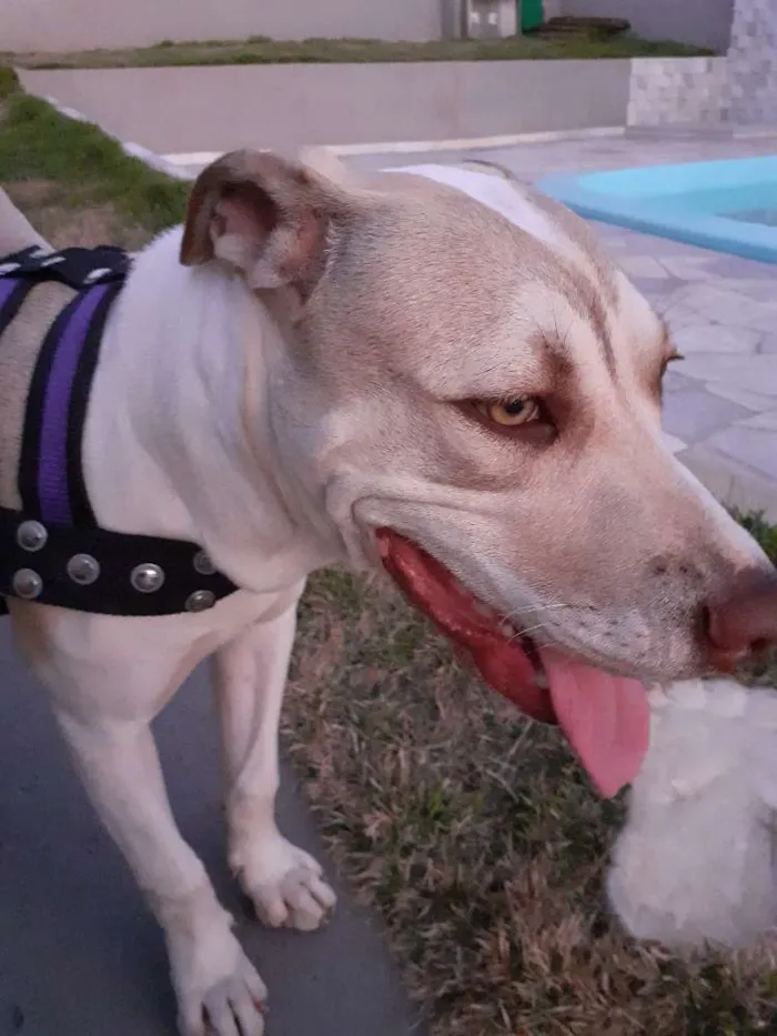 Cachorro ra a Pitbull idade 7 a 11 meses nome Cacau