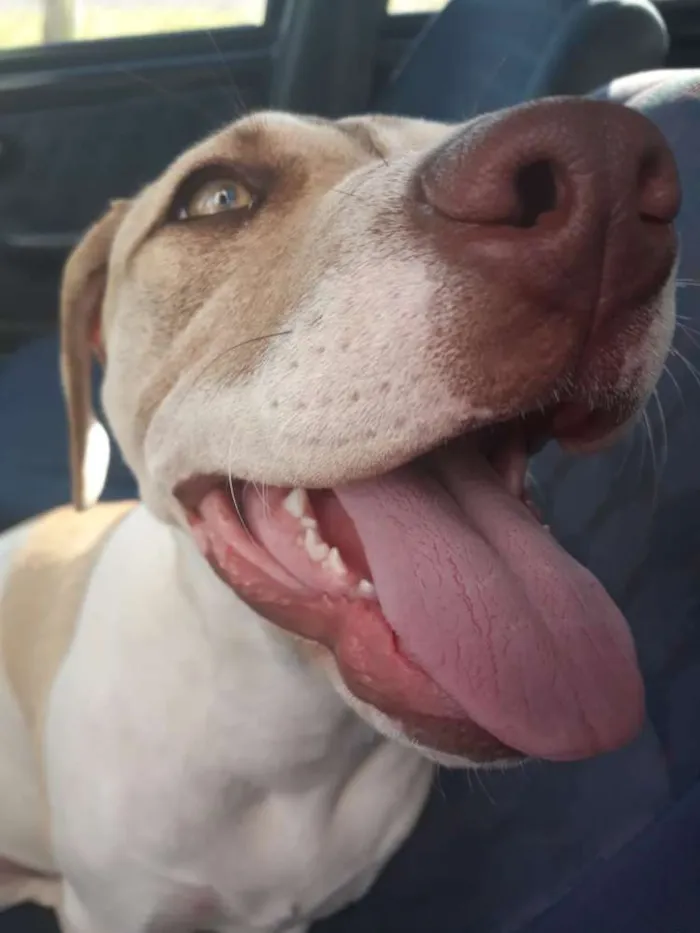 Cachorro ra a Pitbull idade 7 a 11 meses nome Cacau