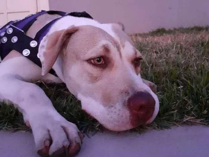 Cachorro ra a Pitbull idade 7 a 11 meses nome Cacau