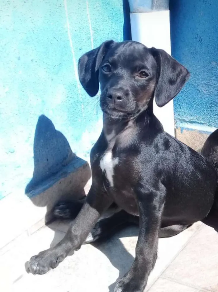 Cachorro raça Vira lata com basset idade 2 a 6 meses nome Morgana