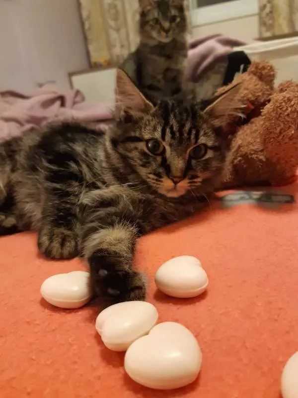Gato ra a SRD idade 2 a 6 meses nome Charlottte