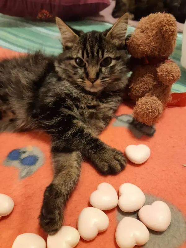 Gato ra a SRD idade 2 a 6 meses nome Charlottte