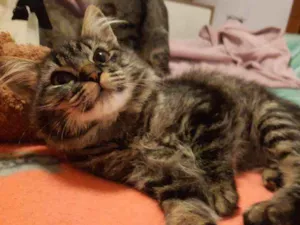 Gato raça SRD idade 2 a 6 meses nome Charlottte