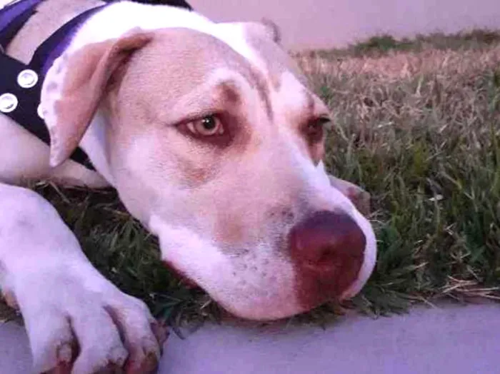 Cachorro ra a Pitbull idade 7 a 11 meses nome Cacau