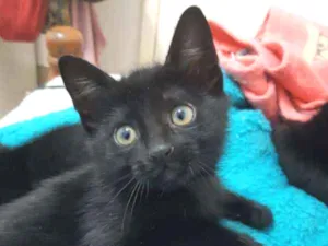 Gato raça SRD idade 2 a 6 meses nome Negresco