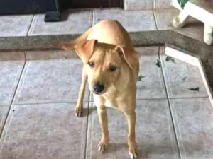 Cachorro raça  idade 3 anos nome Mel