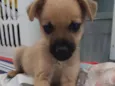 NIK
