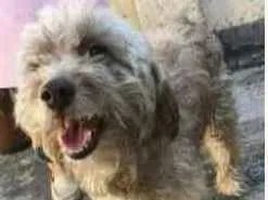 Cachorro raça Mestiça poodle idade  nome Larissa