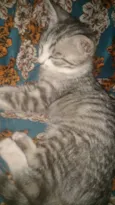 Catty, jujuba,