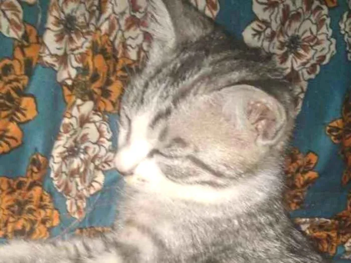 Gato raça  idade 2 a 6 meses nome Catty, jujuba, 