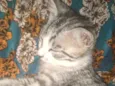 Catty, jujuba,