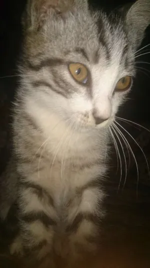 Gato raça  idade 2 a 6 meses nome Catty, jujuba, 