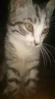 Catty, jujuba,