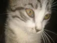 Catty, jujuba, 