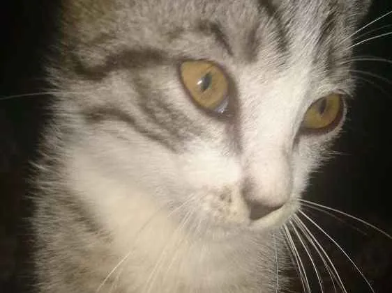 Gato raça  idade 2 a 6 meses nome Catty, jujuba, 