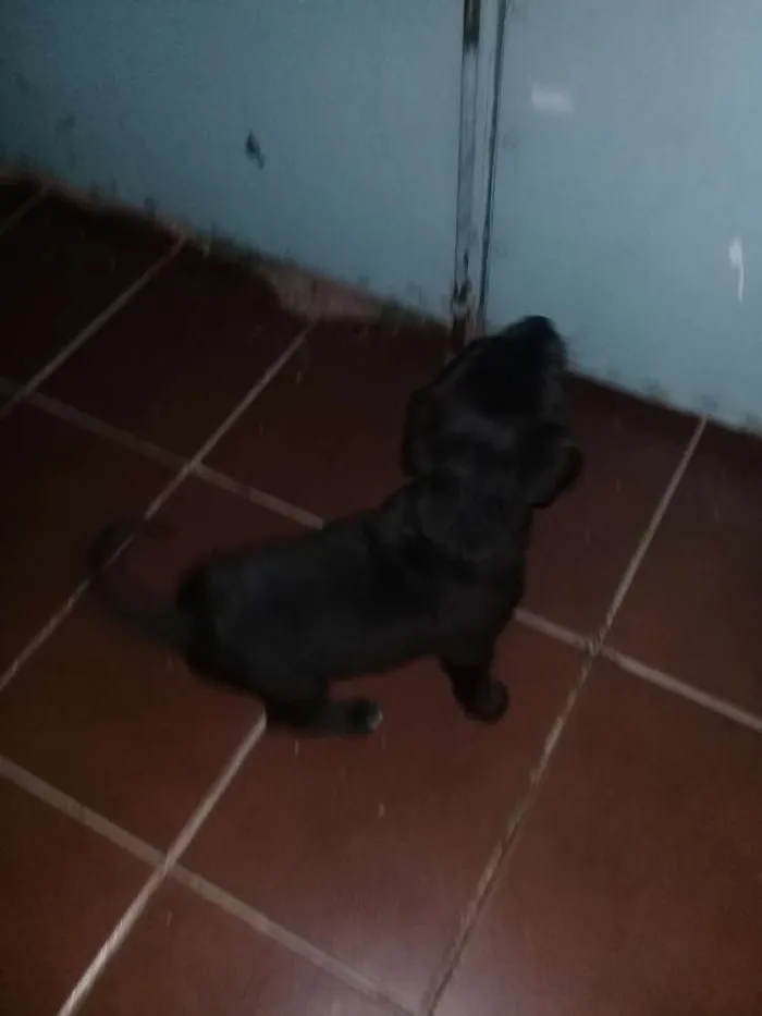 Cachorro raça Sem raça definida  idade 2 a 6 meses nome Não definido 