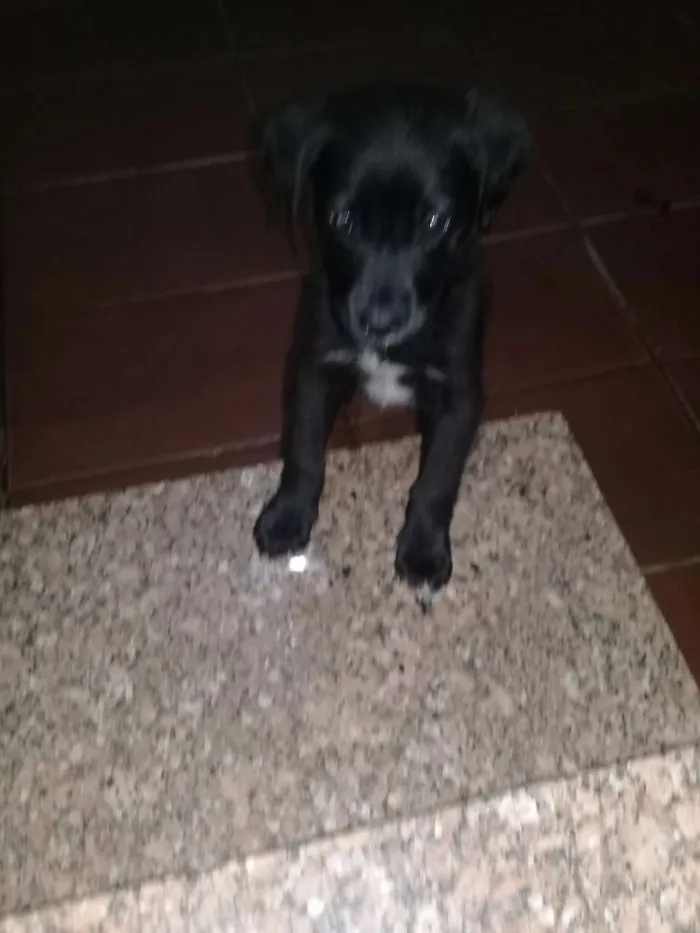 Cachorro raça Sem raça definida  idade 2 a 6 meses nome Não definido 