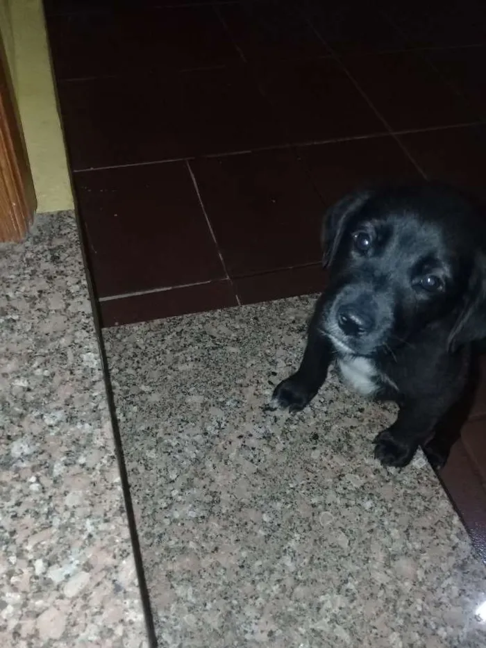 Cachorro raça Sem raça definida  idade 2 a 6 meses nome Não definido 