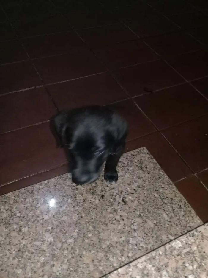 Cachorro raça Sem raça definida  idade 2 a 6 meses nome Não definido 