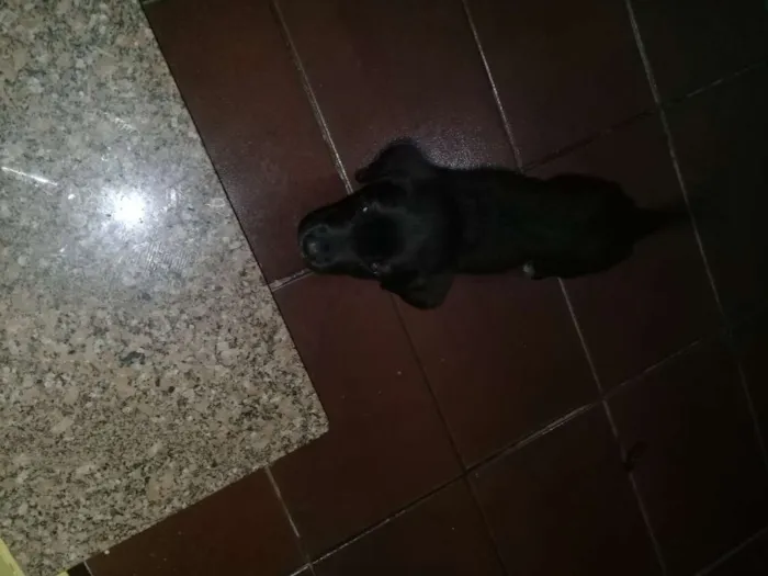 Cachorro raça Sem raça definida  idade 2 a 6 meses nome Não definido 