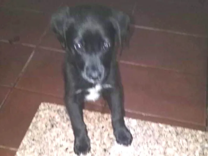 Cachorro raça Sem raça definida  idade 2 a 6 meses nome Não definido 