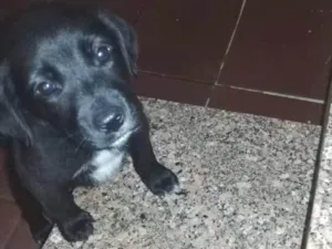 Cachorro raça Sem raça definida  idade 2 a 6 meses nome Não definido 