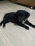 Fofa