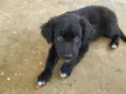 Fofa