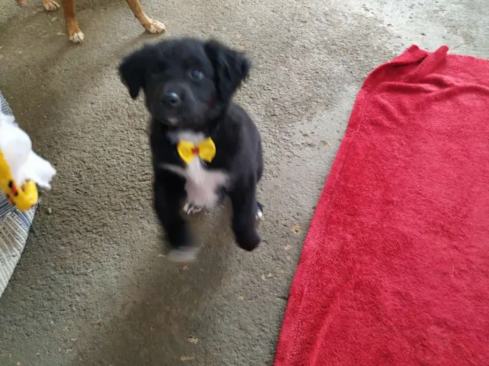 Cachorro raça Sem raça definida idade Abaixo de 2 meses nome Fofa
