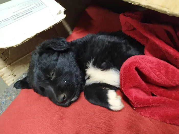 Cachorro raça Sem raça definida idade Abaixo de 2 meses nome Fofa