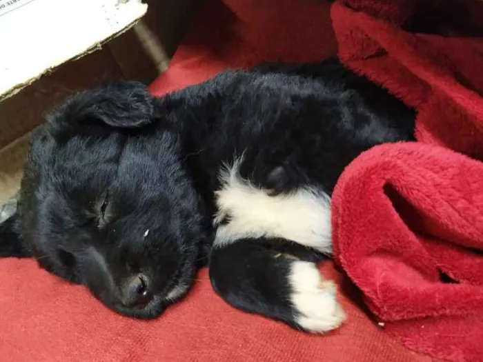 Cachorro raça Sem raça definida idade Abaixo de 2 meses nome Fofa
