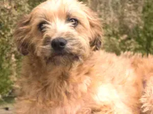 Cachorro raça Srd idade 2 anos nome NINA