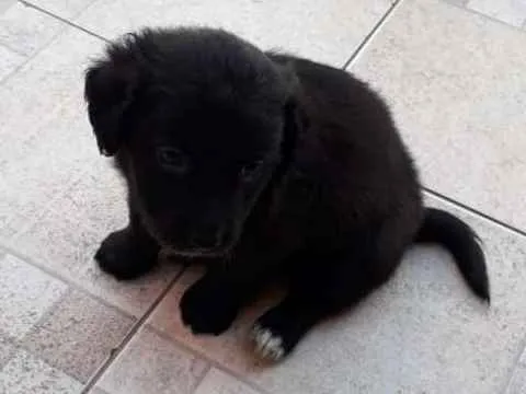 Cachorro ra a Srd idade 2 a 6 meses nome Nico