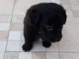 Nico