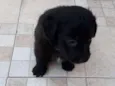 Nico